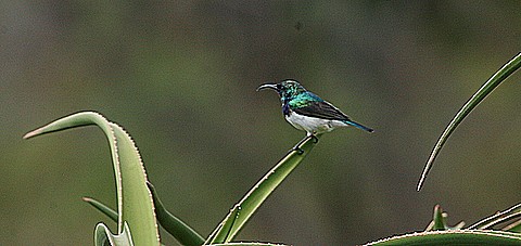 White-bellied Sunbird
