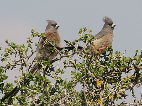 White-backed Mousebirds