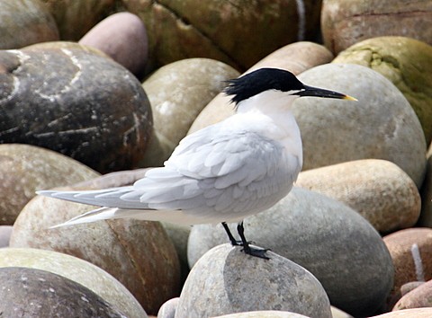 Sandwich Tern