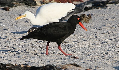 African Black Oystercatcher with Cattle Egret