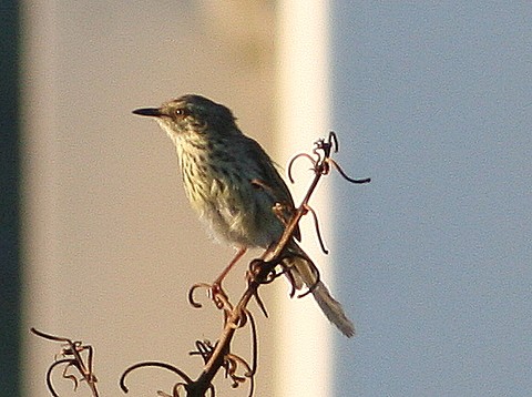 Karoo Prinia