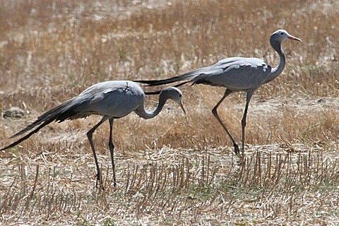 Blue Cranes on wheat stubble