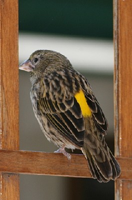 Yellow Bishop (Yellow-rumped Widowbird)