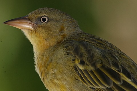 Cape Weaver
