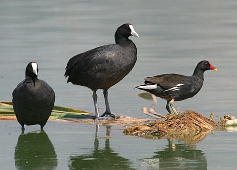 Red-knobbed Coots with Moorhen