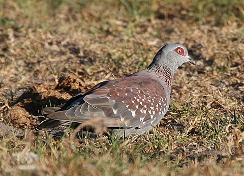 Speckled Pigeon 