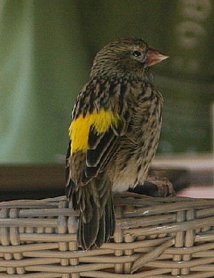 Yellow Bishop
