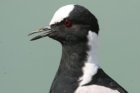 Blacksmith Plover