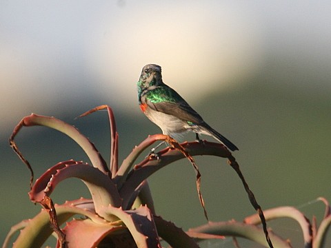 Southern Double-collared Sunbird