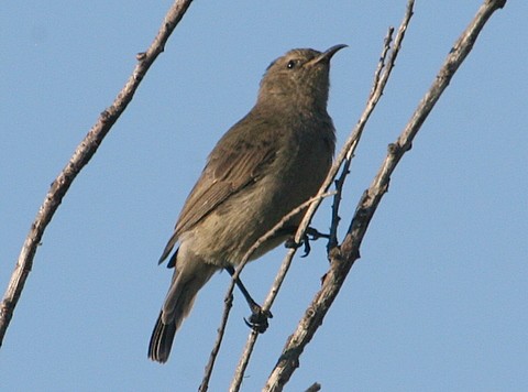 Southern Double-collared Sunbird