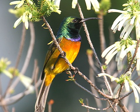 Orange-breasted Sunbird