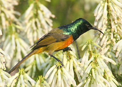 Orange-breasted Sunbird