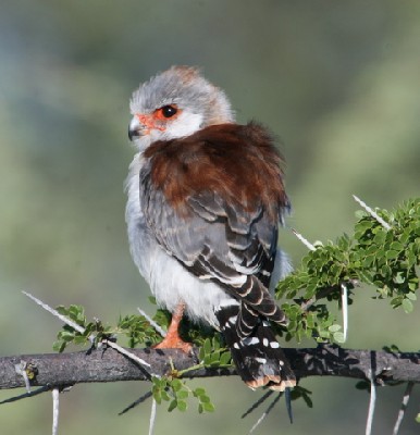 Pygmy Falcon