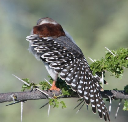 Pygmy Falcon