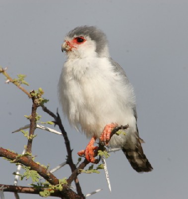 Pygmy Falcon