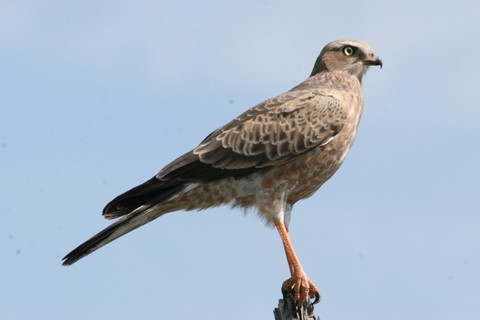 Pale Chanting Goshawk