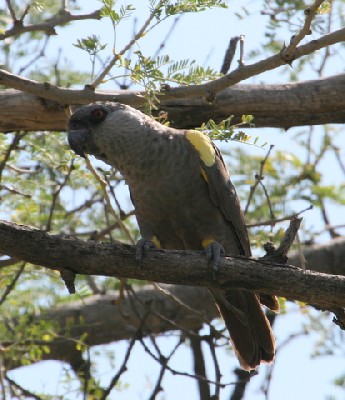 Ruppell's Parrot