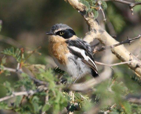 Pririt Batis