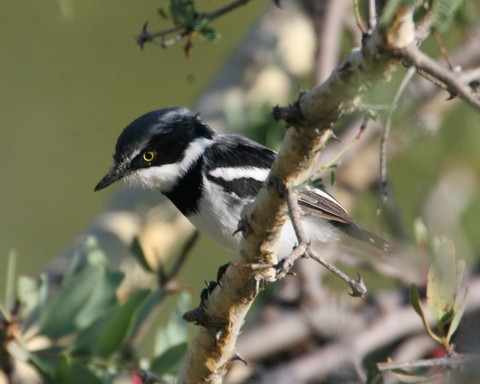 Pririt Batis