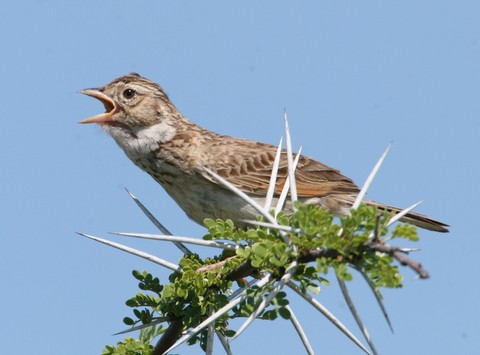 Monotonous Lark showing extended throat