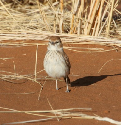 Dune Lark
