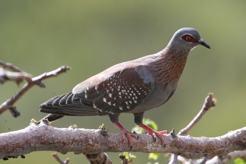 Speckled Pigeon