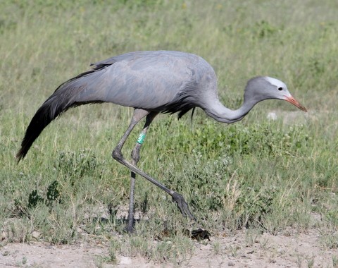 Blue Crane