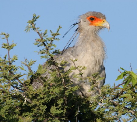 Secretary Bird