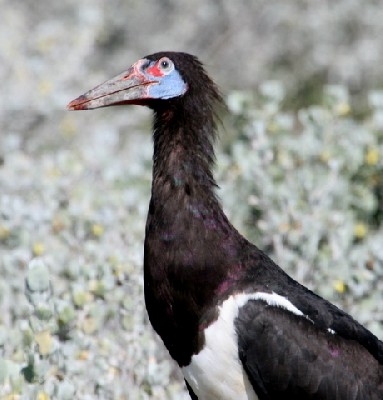 Abdim's Stork