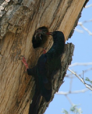 Violet Wood-hoopoe feeding chicks