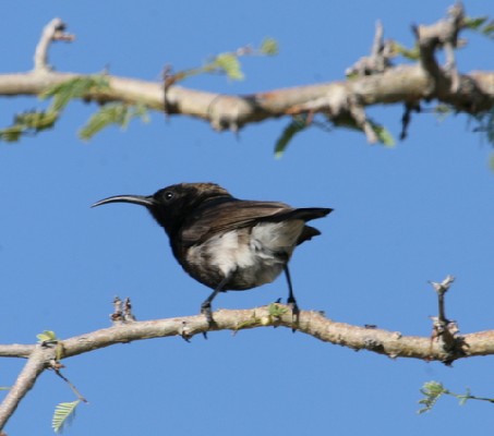 Dusky Sunbird