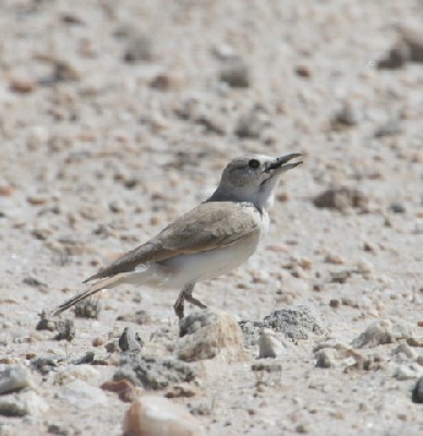 Gray's Lark