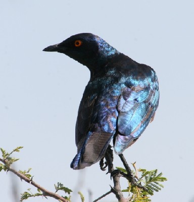 Cape Glossy Starling