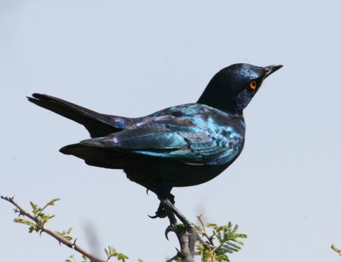 Cape Glossy Starling