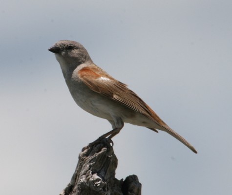 Southern Grey-headed Sparrow