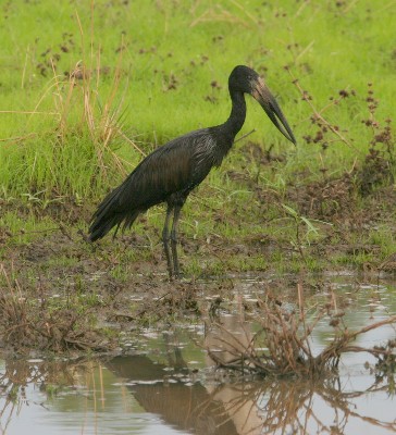 African Openbill