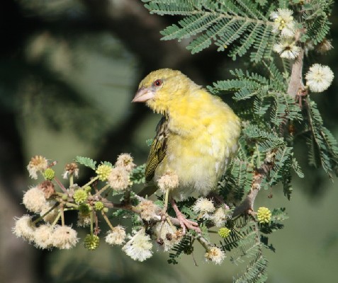 Southern Masked Weaver