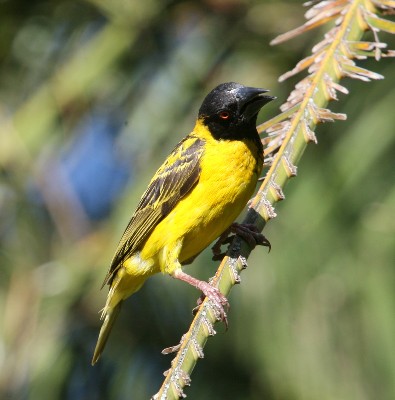 Village Weaver