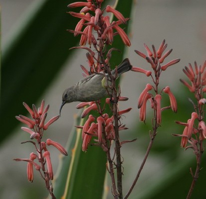 Miombo Double-collared Sunbird