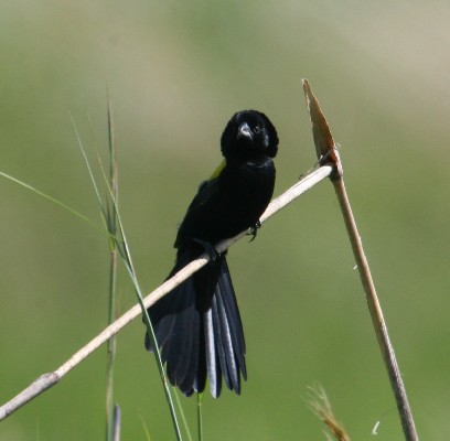Yellow-mantled Widowbird