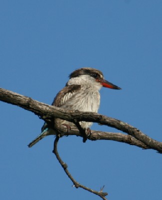 Striped Kingfisher