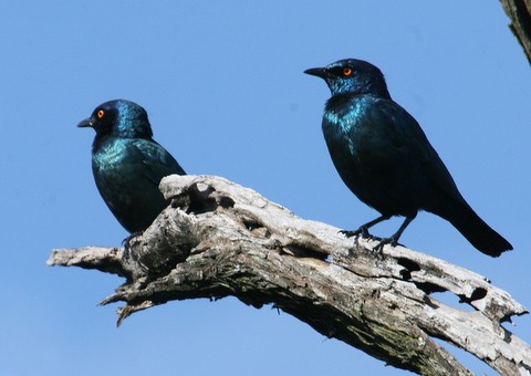 Cape Glossy Starlings