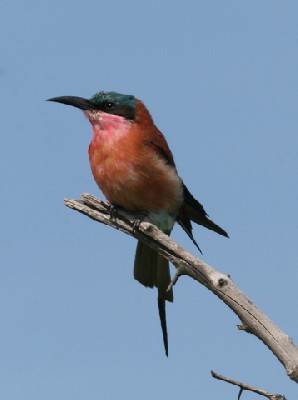 Southern Carmine Bee-eater