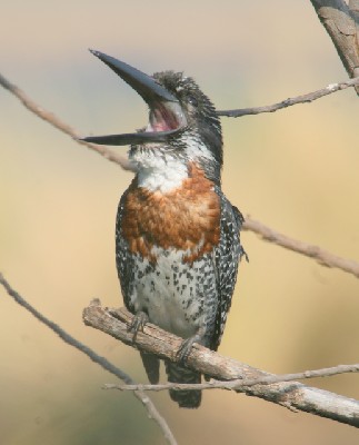 Giant Kingfisher 