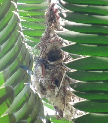 Finished nest of White-bellied Sunbird