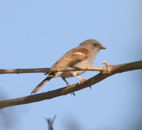 Southern Grey-headed Sparrow