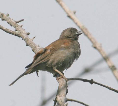 Southern Grey-headed Sparrow