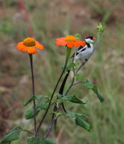 Pin-tailed Whydah