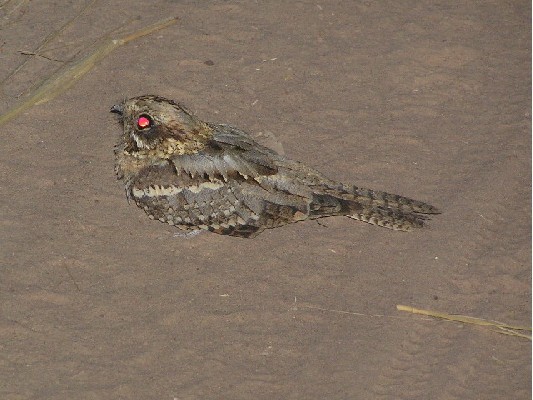 Red-necked Nightjar caught in the car headlights