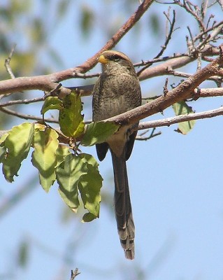 Yellow-billed Shrike